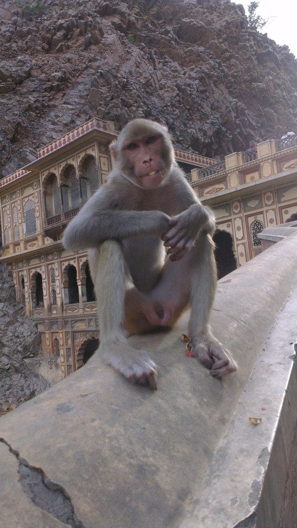 Monkey on a wall