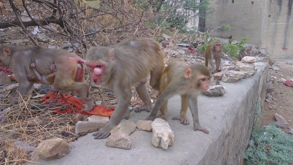 The monkey of your nightmares