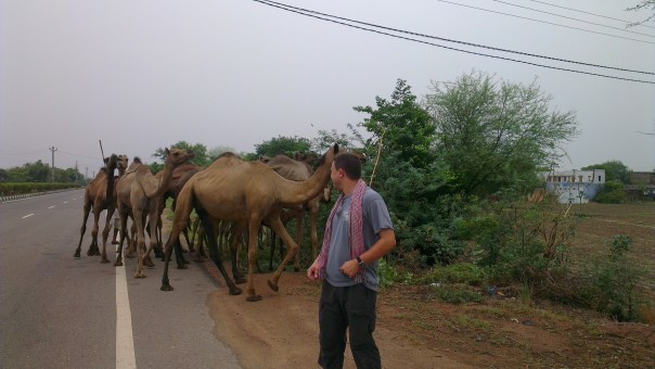 Camels